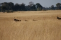 4 sable antelope